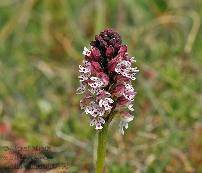 Orchis ustulata