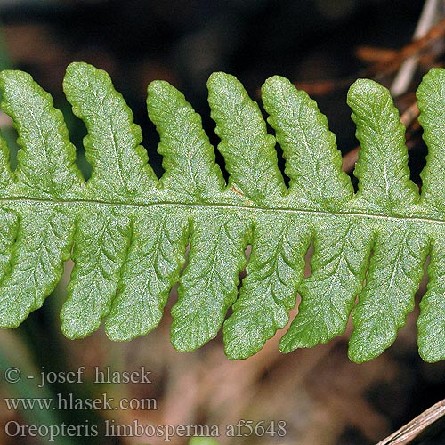 Oreopteris limbosperma af5648