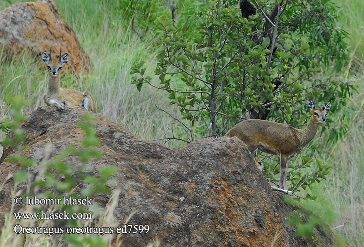 Oreotragus oreotragus Klipspringer Skálolez skákavý