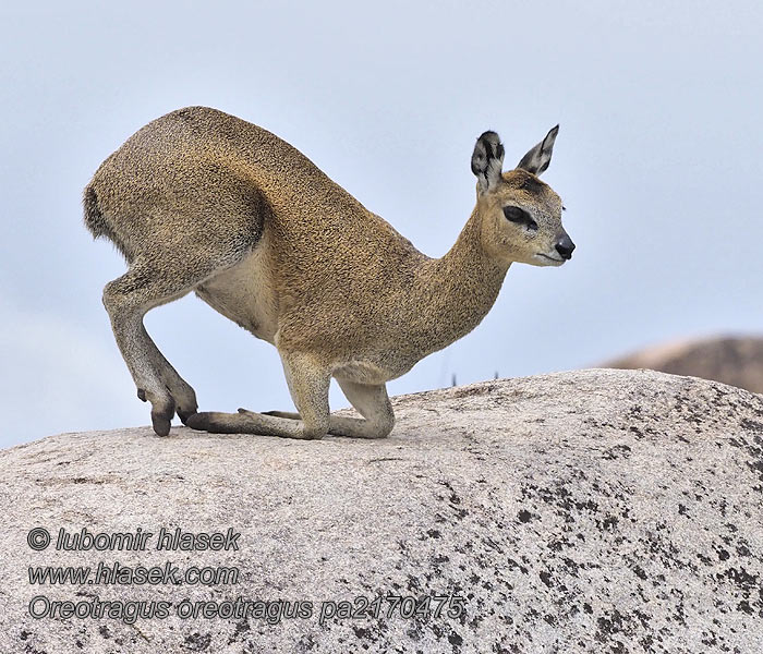 Oreotragus oreotragus Szassza クリップスプリンガー Koziołek skalny