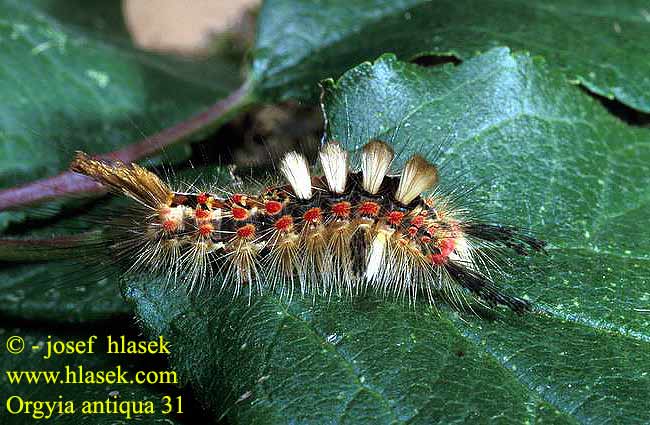 Orgyia antiqua The Vapourer Schlehen-Bürstenspinner