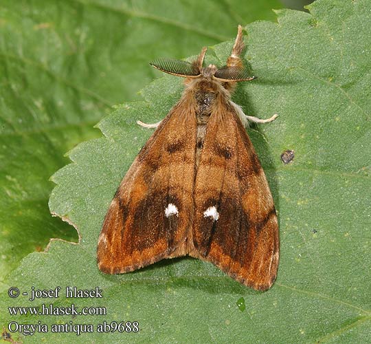 Aprikostofsspinnare Orgyia antiqua The Vapourer Schlehen-Bürstenspinner