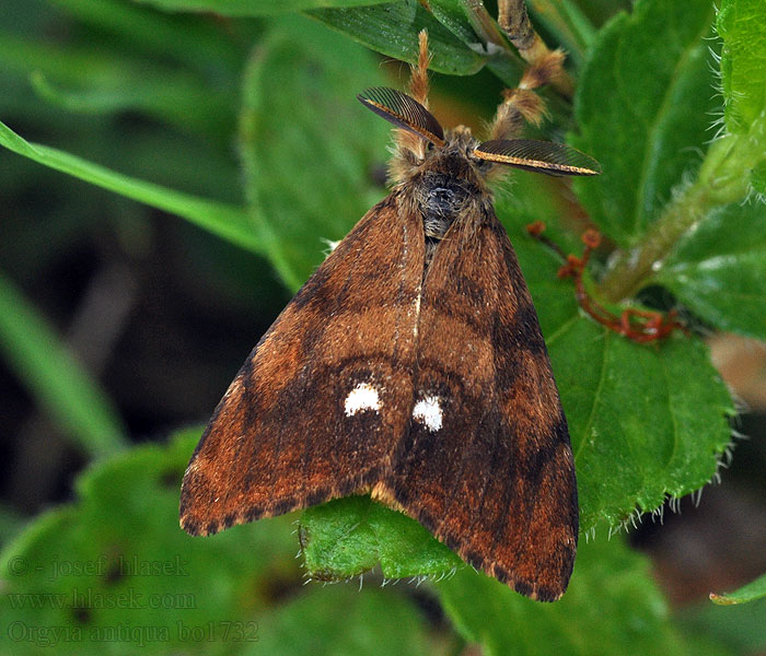 Schlehen-Bürstenspinner Orgyia antiqua