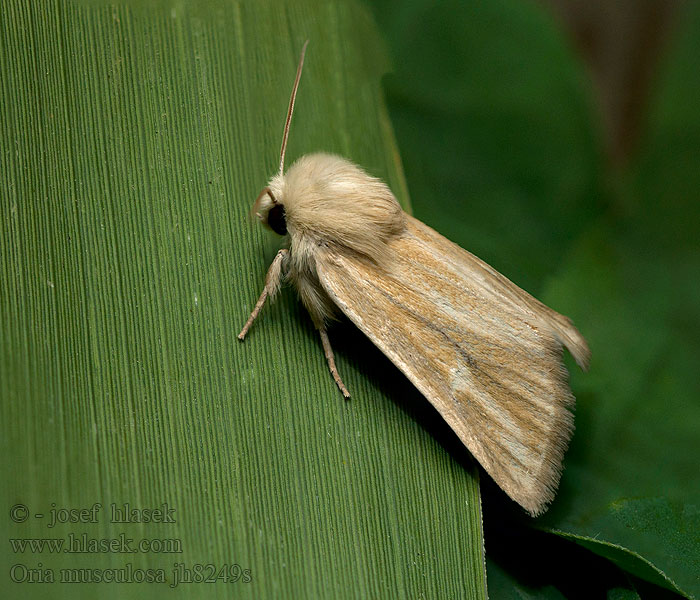 Oria musculosa Travařka stepní Getreide-Steppeneule Brighton wainscot