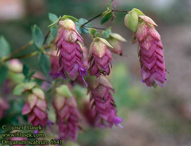 Origanum scabrum