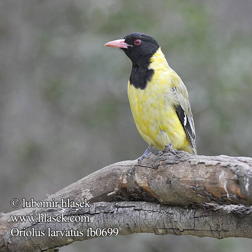 Oriolus larvatus African Black headed Oriole Žluva škrabošková horská Bergpirol Bjergpirol Oropéndola Montana Savannikuhankeittäjä Loriot masqué Rigogolo Percival ズキンコウライウグイス Bergwielewaal Wilga czarnoglowa Papa figos cabeça preta Африканская черноголовая иволга Savannepirol Vlha čiernohlavá Swartkopwielewaal Kubwilu Kichwa-cheusi Umkro Gotowa