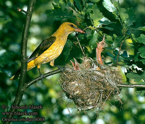 Oriolus oriolus Golden Oriole Pirol Žluva hajní