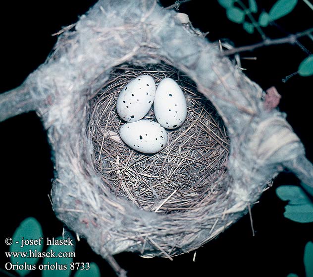 birds eggs nests Oriolus oriolus Golden Oriole Pirol
