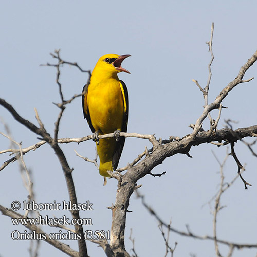 Oriolus oriolus Golden Oriole Pirol Žluva hajní