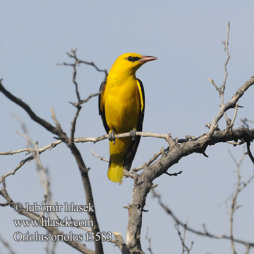 Golden Oriole Pirol Žluva hajní Pirol Wielewaal