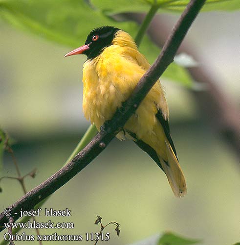 Oriolus xanthornus Black-hooded Oriole Blackheaded Oriole huppukuhankeittäjä Loriot capuchon noir Zwartkopwielewaal Rigogolo testanera asiatico Schwarzkopfpirol Žluva černohlavá Oropéndola Cabeza Negra Asiática 黑头黄鹂 