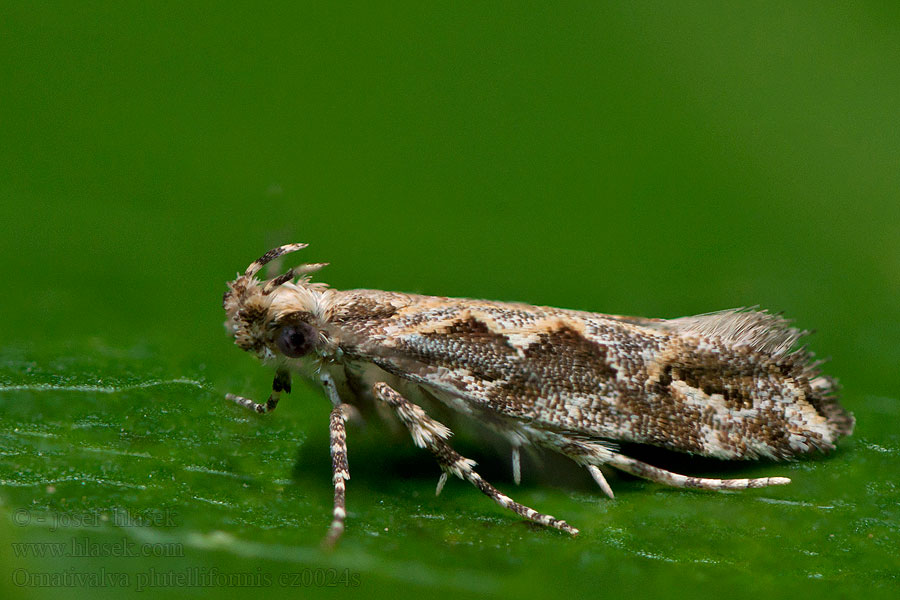 Ornativalva plutelliformis