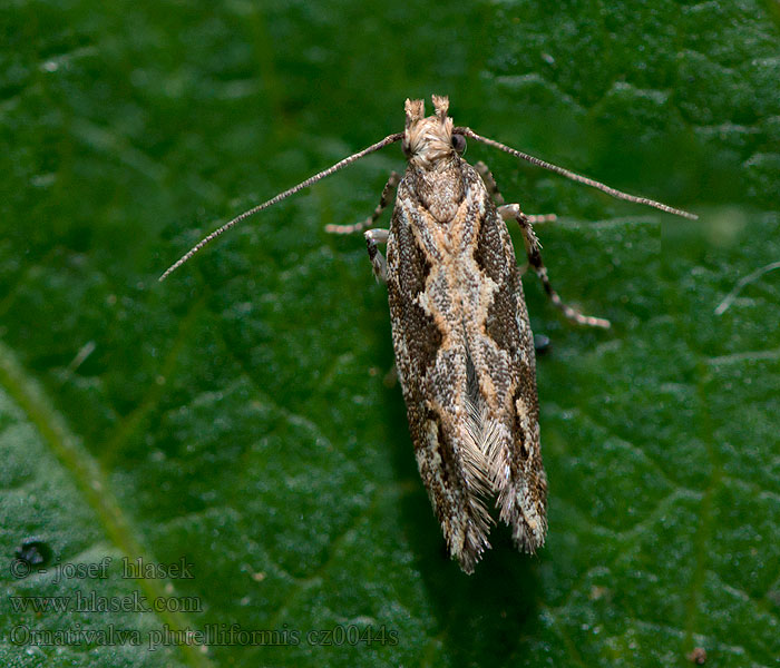 Ornativalva plutelliformis