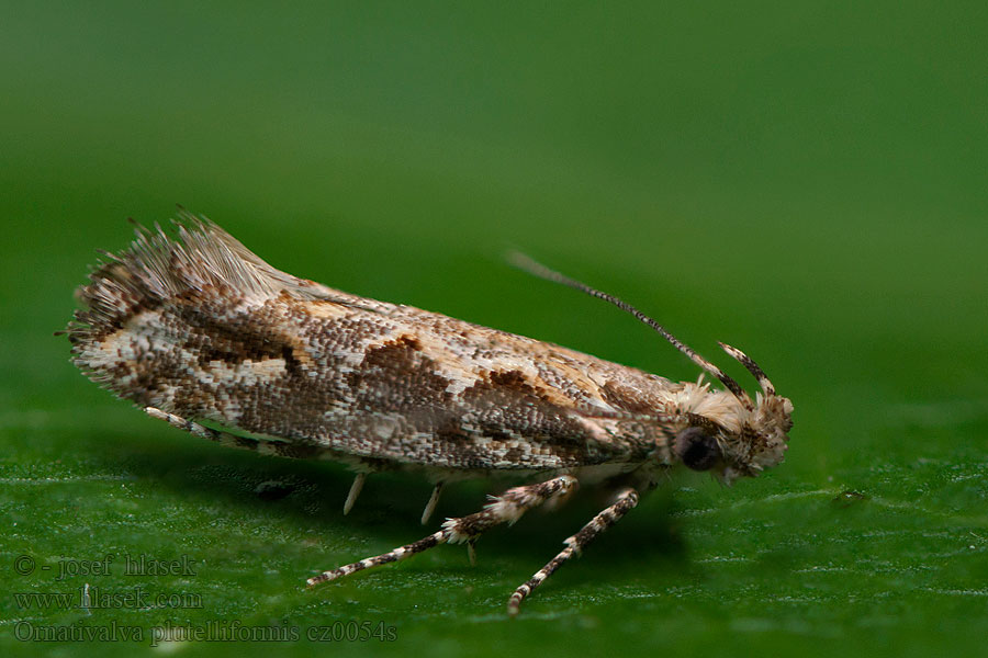 Ornativalva plutelliformis