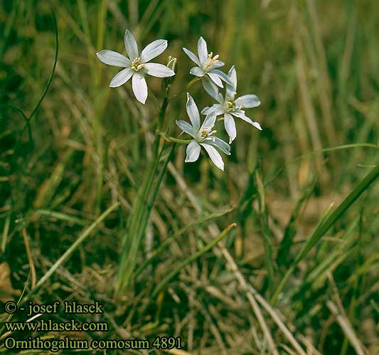 Ornithogalum comosum 4891