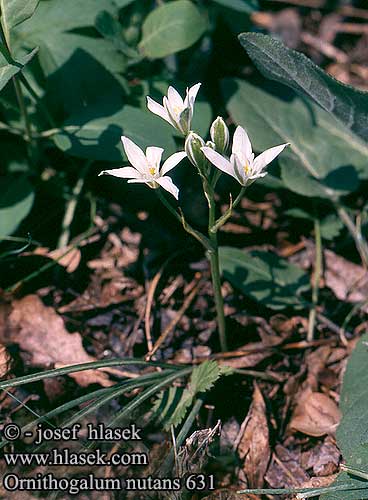 Ornithogalum nutans Drooping Star-of-Bethlehem Nikkende Fuglemælk