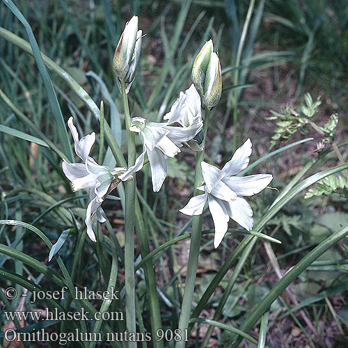 Ornithogalum nutans Nickender Milchstern Śniedek zwisły Bledavka ovisnutá