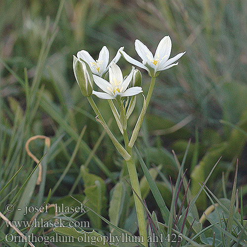 Ornithogalum oligophyllum ah1425