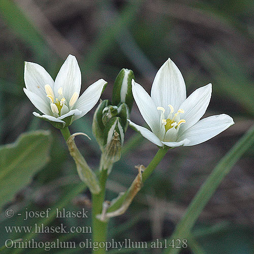 Ornithogalum oligophyllum ah1428