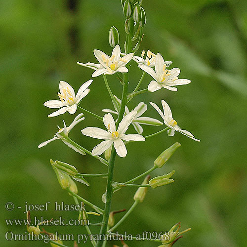 Ornithogalum pyramidale af0968 DK: Pyramidefuglemælk NL: Piramidevogelmelk HU: Nyúlánk sárma CZ: snědek jehlancovitý RU: птицемлечник пирамидальный