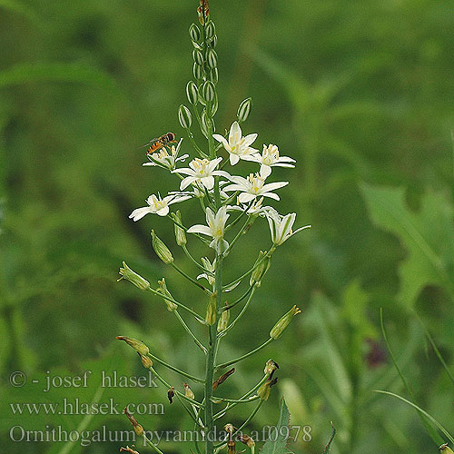 Ornithogalum pyramidale af0978 DK: Pyramidefuglemælk NL: Piramidevogelmelk HU: Nyúlánk sárma CZ: snědek jehlancovitý RU: птицемлечник пирамидальный