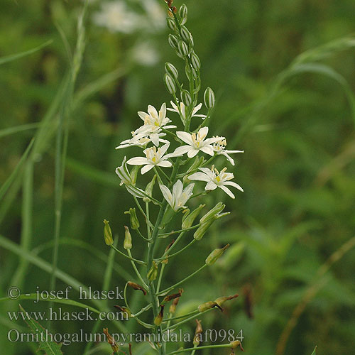 Ornithogalum pyramidale af0984 DK: Pyramidefuglemælk NL: Piramidevogelmelk HU: Nyúlánk sárma CZ: snědek jehlancovitý RU: птицемлечник пирамидальный