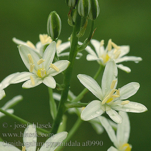 Ornithogalum pyramidale af0990 DK: Pyramidefuglemælk NL: Piramidevogelmelk HU: Nyúlánk sárma CZ: snědek jehlancovitý RU: птицемлечник пирамидальный