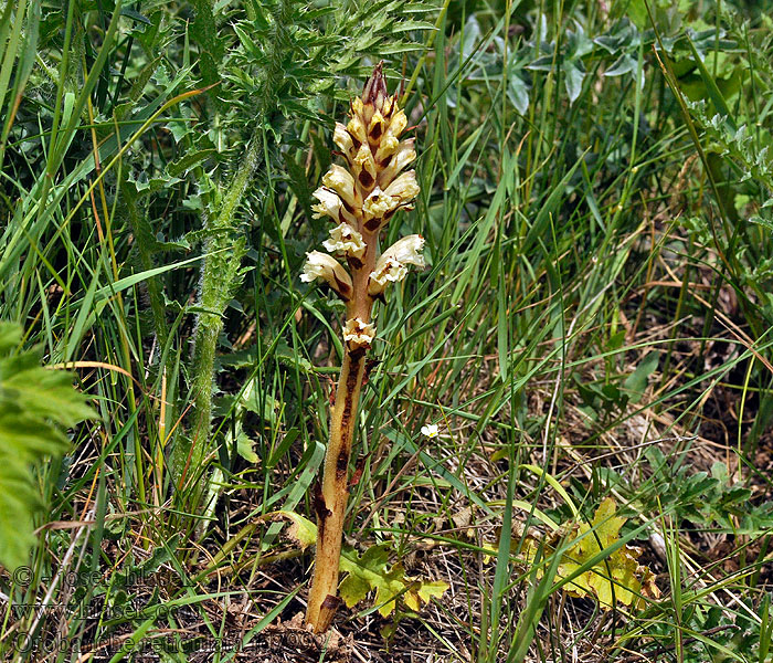 Záraza síťnatá Orobanche reticulata