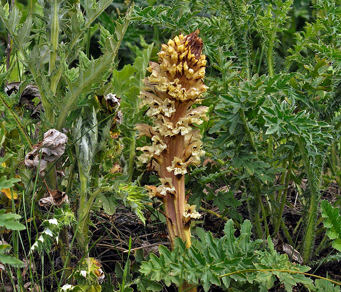 Zaraza bladokwiatowa Tistelsnyltrot Orobanche reticulata