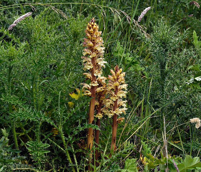 Succiamele cardo Distelbremraap Orobanche reticulata