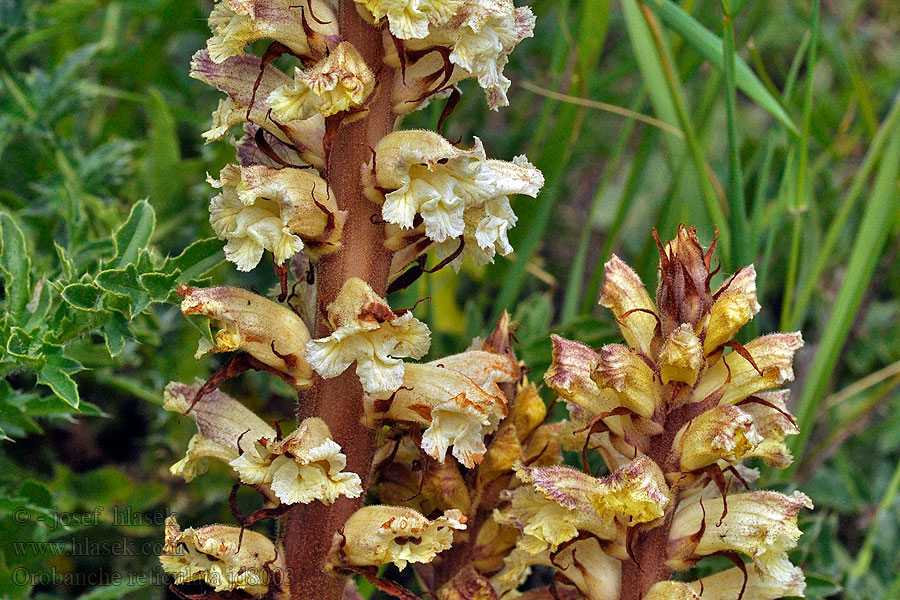 Заразиха бледноцветковая Orobanche reticulata