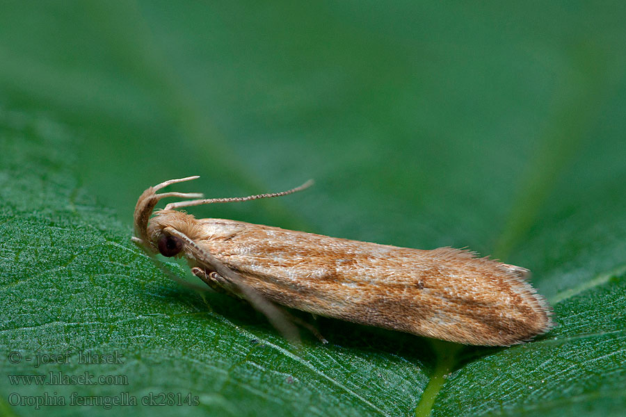 Zdobka zvončeková Orophia ferrugella