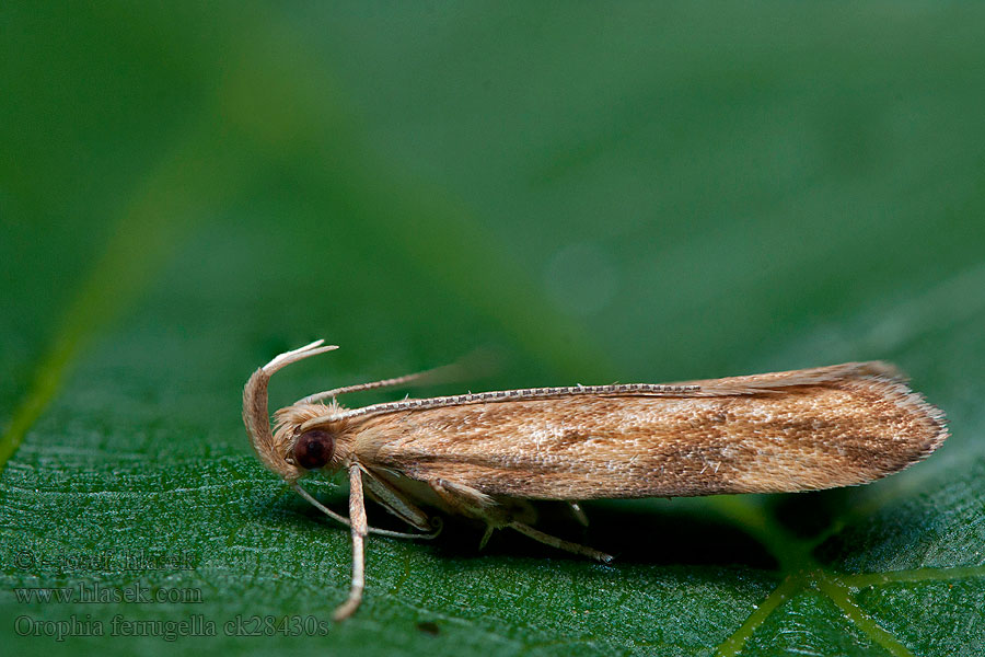 Blåklockepraktmal Klokkeprydvinge Orophia ferrugella