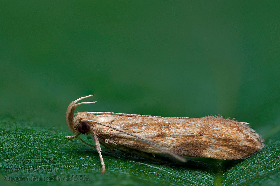 Klokkeprydvinge Orophia ferrugella