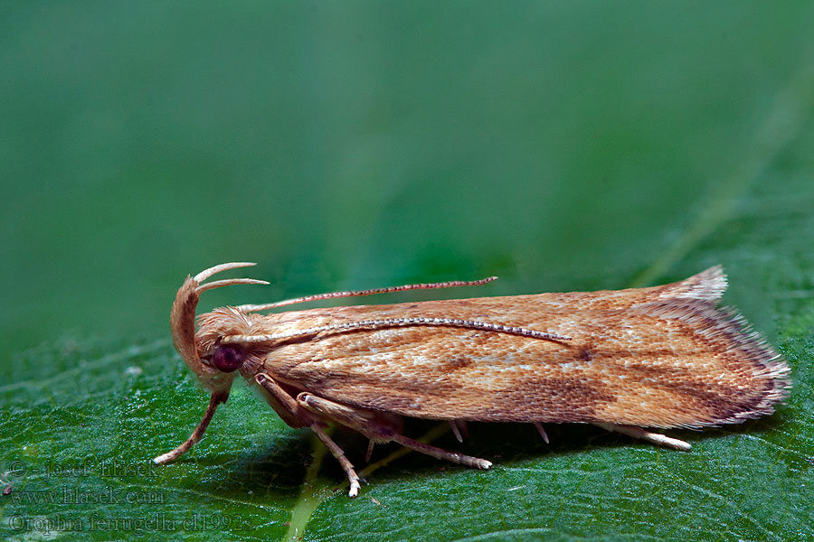 Orophia ferrugella