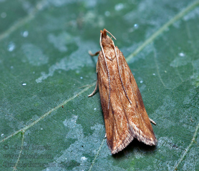 Orophia ferrugella