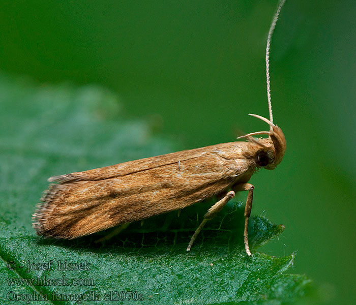 Orophia ferrugella Zdobka zvončeková Rozsdamintás díszmoly