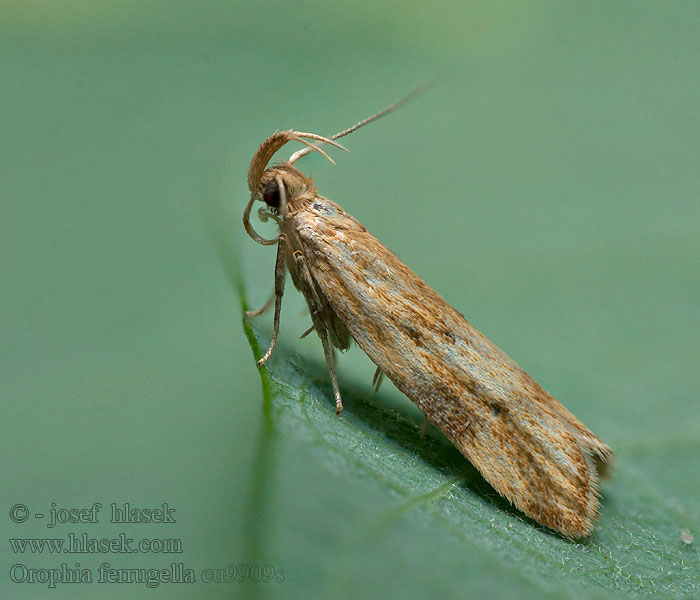 Orophia ferrugella