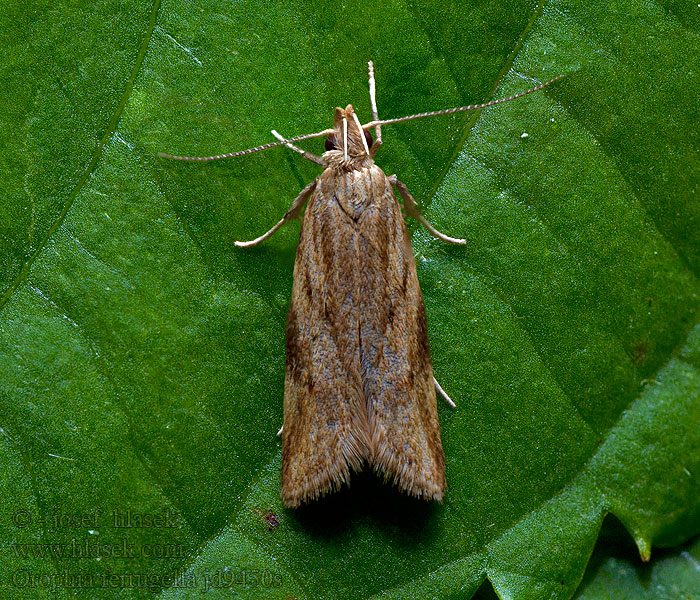 Zdobka zvončeková Orophia ferrugella