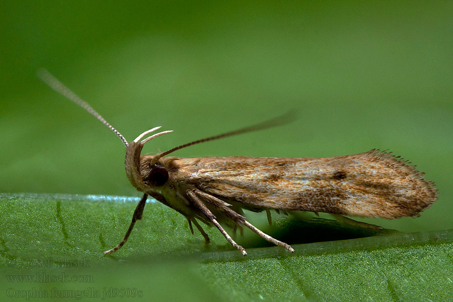 Blåklockepraktmal Klokkeprydvinge Orophia ferrugella