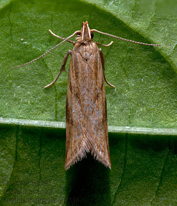 Orophia ferrugella