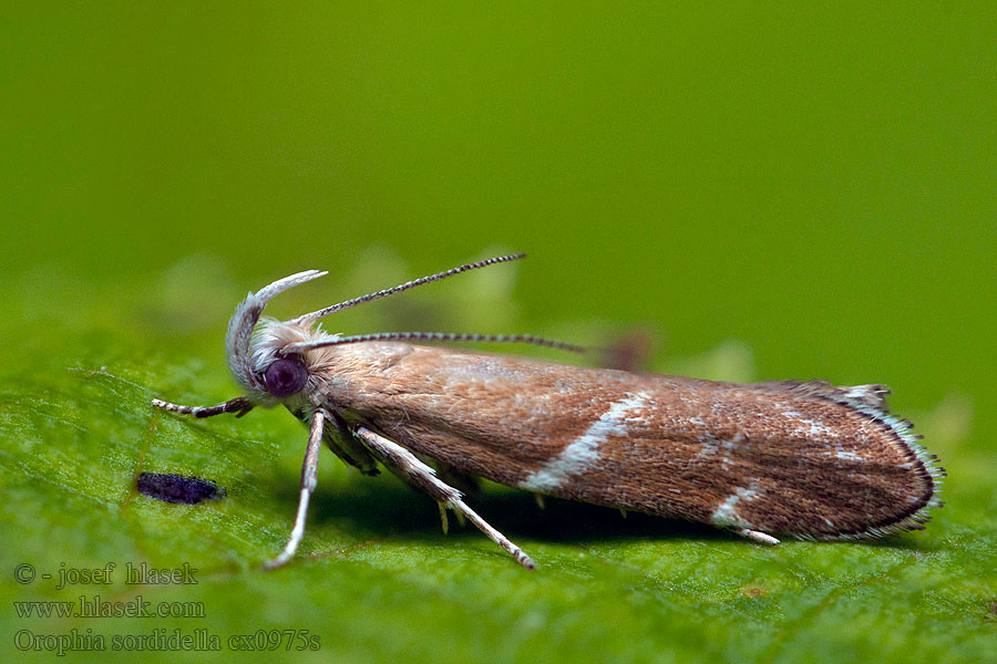 Orophia sordidella