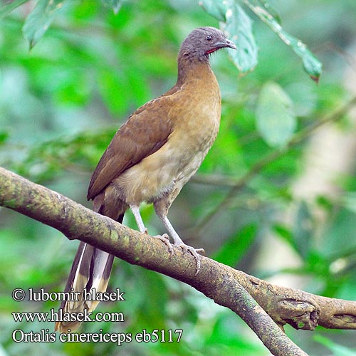 Ortalis cinereiceps Čačalaka šedohlavá Mexicansk Chachalaca Graukopfguan Graukopftschatschalaka Gray headed Chachalaca Gray-headed Chachalaca Cabecigrís cabeza gris Guacharaca Harmaapääkaklattaja Panamankaklattaja Ortalide tête grise Ciacialaca testagrigia ハイガシラヒメシャクケイ Grijskopchachalaca Gråhodehokko Czakalaka szaroglowa Сероголовая Чачалака