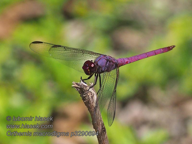 Orthemis macrostigma