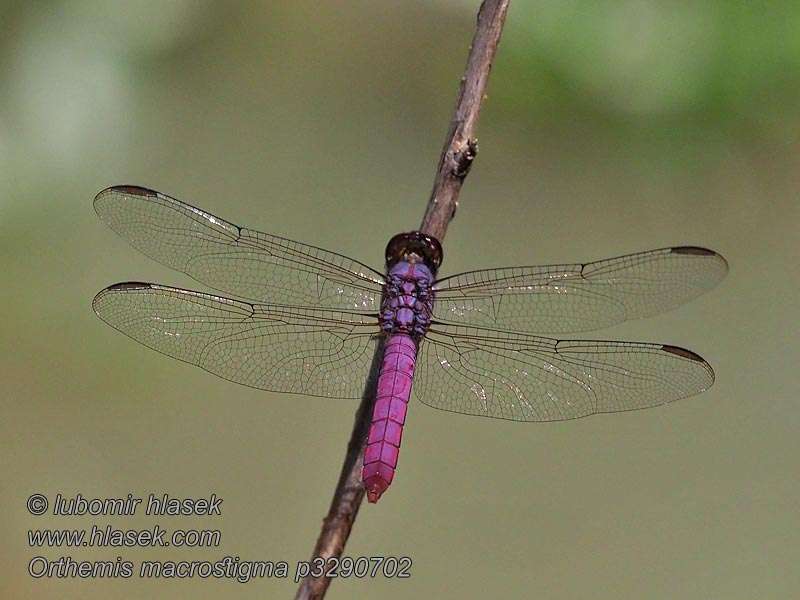 Orthemis macrostigma