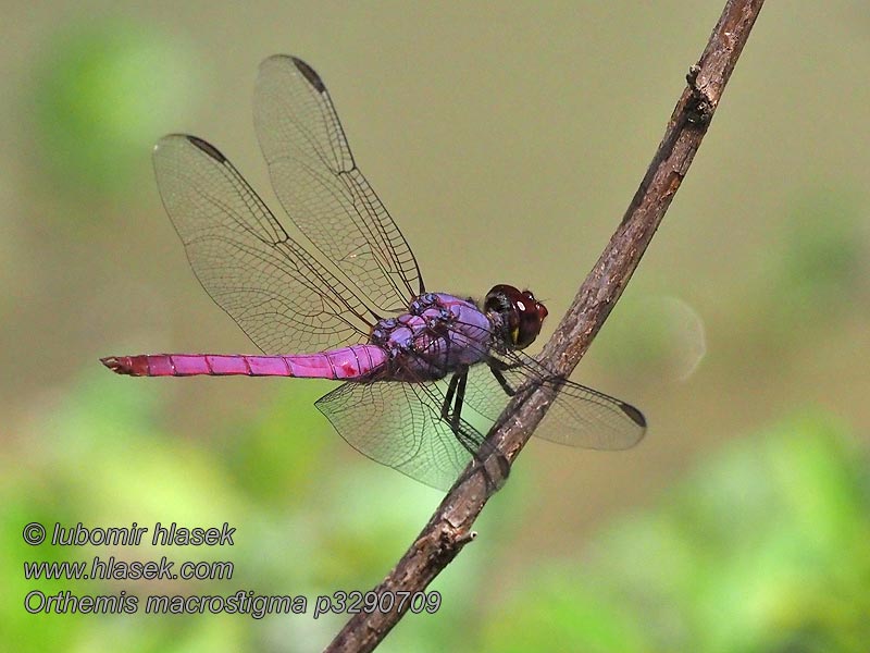 Orthemis macrostigma