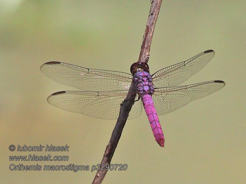 Orthemis macrostigma