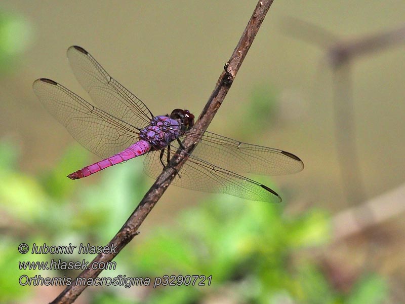 Orthemis macrostigma