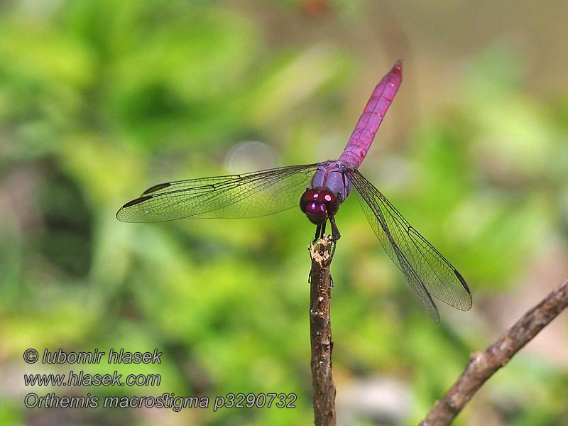 Orthemis macrostigma