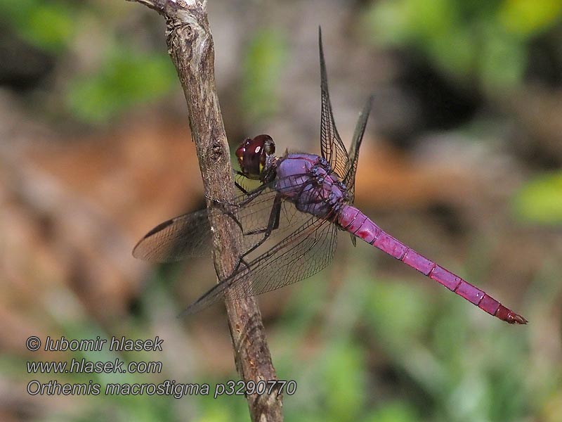 Orthemis macrostigma